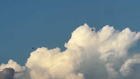 Bald Eagles over Port Saint Lucie: 10-26-2025