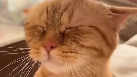 😂🐱 Hilarious Indian Cat Moment! | FunFM