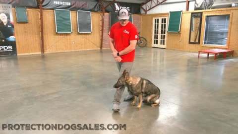 German Shepherd Protection Dog Bite Work