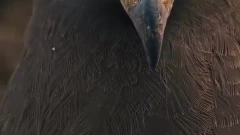 Those eyes