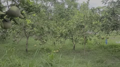 Grapefruit fruit and trees in my family's grapefruit garden_ Date 09.12_03