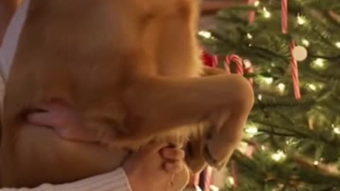 🐶🎄 My Dog Started Inspecting the Christmas Tree… His Reaction Is Priceless 😂✨