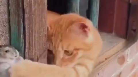 Tom and Jerry's friendship. 🐈🐀🥰