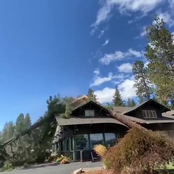 Strong winds knock down trees