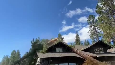 Strong winds knock down trees