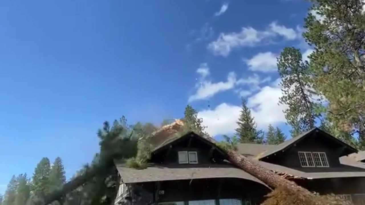 Strong winds knock down trees
