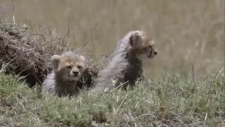 Nice Cheetah Vs Lions