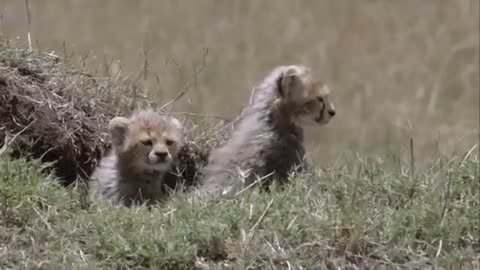 Nice Cheetah Vs Lions