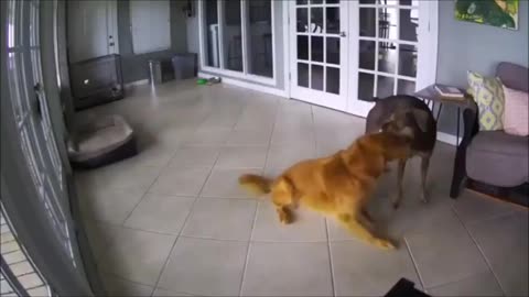 Amazing Dogs One Dog Comforts His Friend Who Is Having a Bad Dream