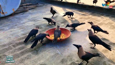 Best ever HD video of Crows birds - Crow ki awaaz | Huge numbers of crows crowing loudly sounds