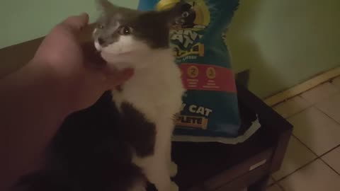 Purina Vs Johnny Cat (Feb 2, 2018)