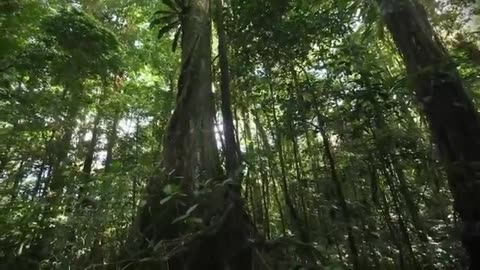 Trending: Most Dangerous Animals Of Amazon Rainforest | Strange Facts About Amaz