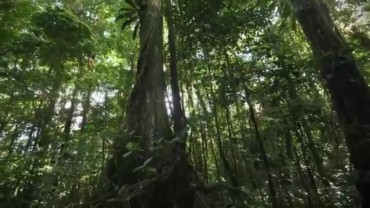 Trending: Most Dangerous Animals Of Amazon Rainforest | Strange Facts About Amaz