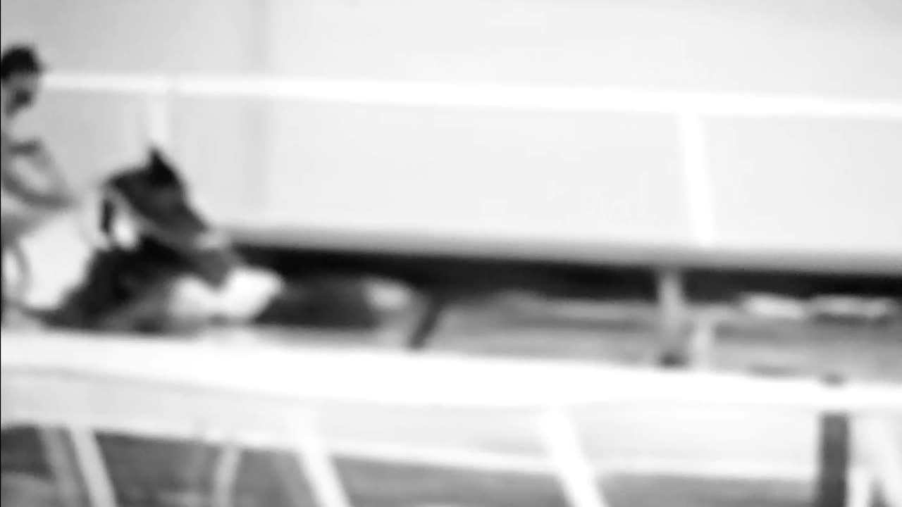 Hero rides horse through treacherous water to rescue other horses