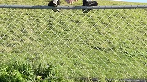 How Animals Get Over a Fence With Emojis😂😂.