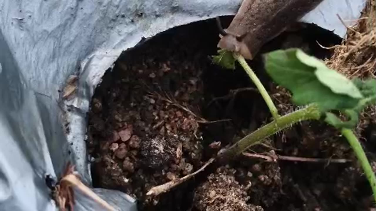 Slug Eating a Mino Plant
