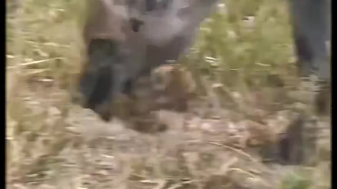 The leopard revenge. #wildanimals