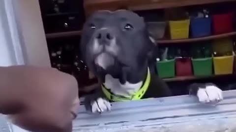 🤣🐶 Meet The Best Assistant Ever! | FunFM