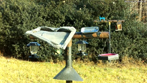 Bird Feeder in Western Maryland USA