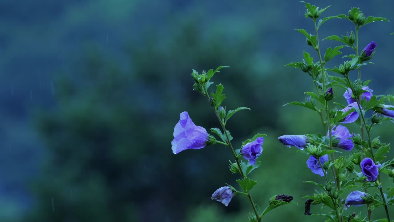 Hibiscus, marshmallow, blossoms
