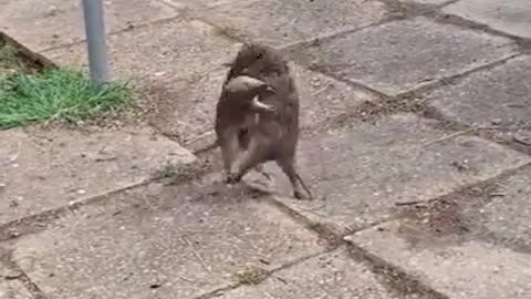 😂💥 Quenda-kai Martial Arts is Hilarious! | FunFM