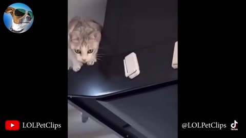 5 Minutes Funny Dogs And Cats Videos 😂 - Funniest Animals Videos