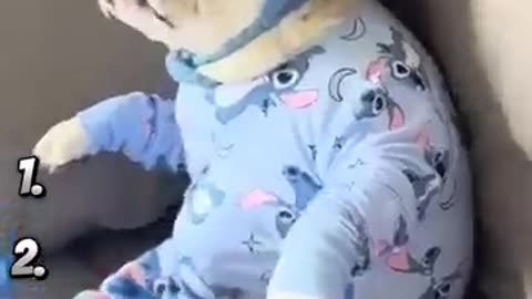 Viral: Ranking Funny Dog Videos! #funny #dog #shorts