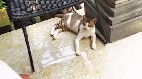 This Cat Is So Confused It’s HILARIOUS 😂 Viral Worthy!