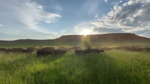 Beautiful, Wyoming Grass Fed Cattle with Regenerative Soil at sunset.. cartercountrymeats.com