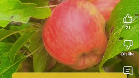 Bartjebom 🍎 appelboom van MA drie jaar later 🍏