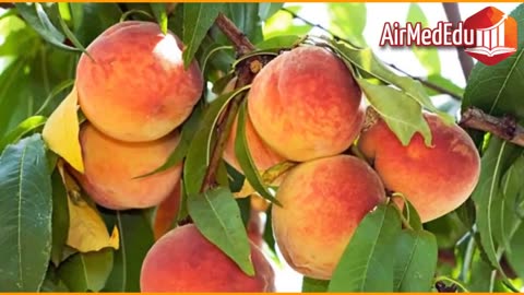 45 Beneficios de las Hojas de Durazno o Melocoton