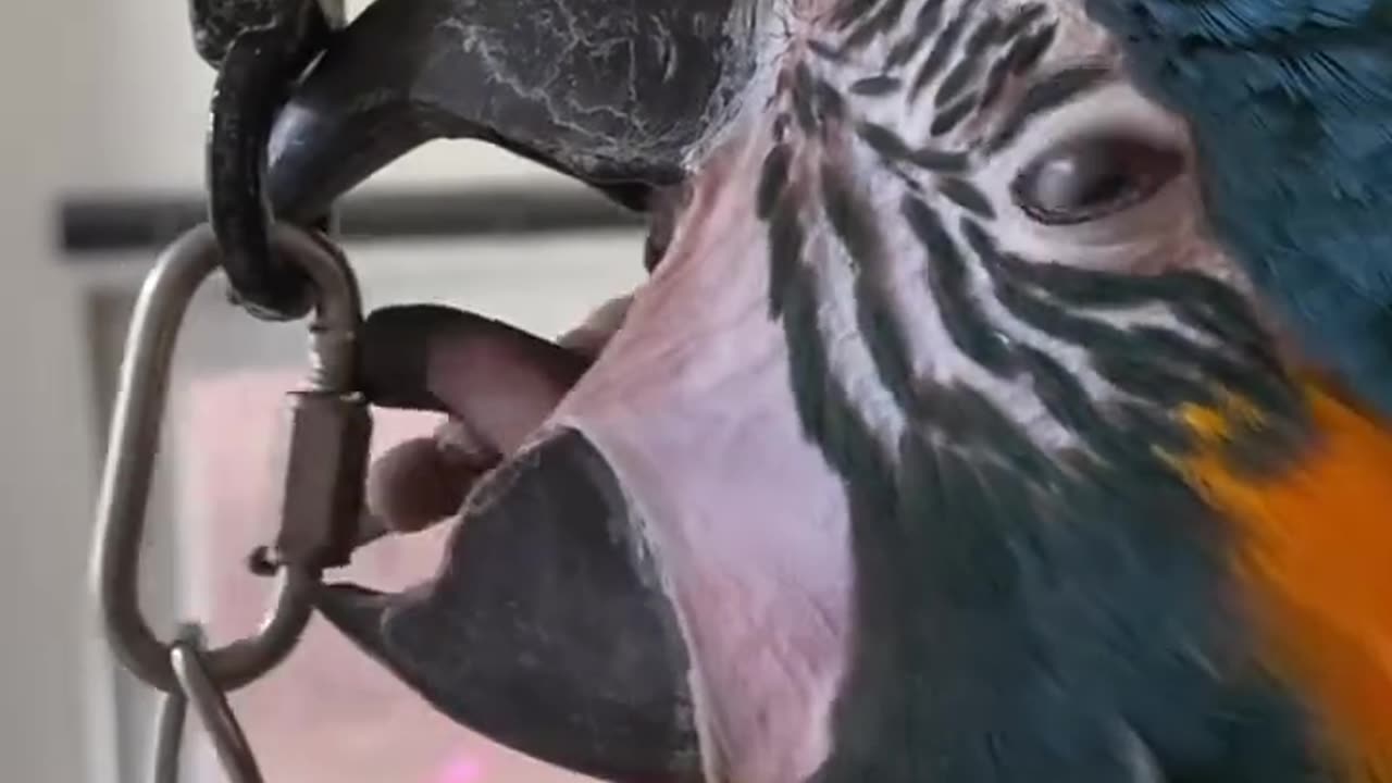 "Macaw Unlocks Bolt with Beak & Tongue! 🦜🔐 Incredible Talent!"#shorts