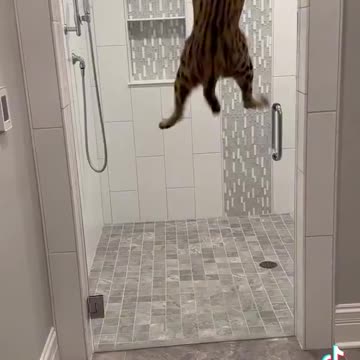 That cat doesn't take no as an answer. 😅