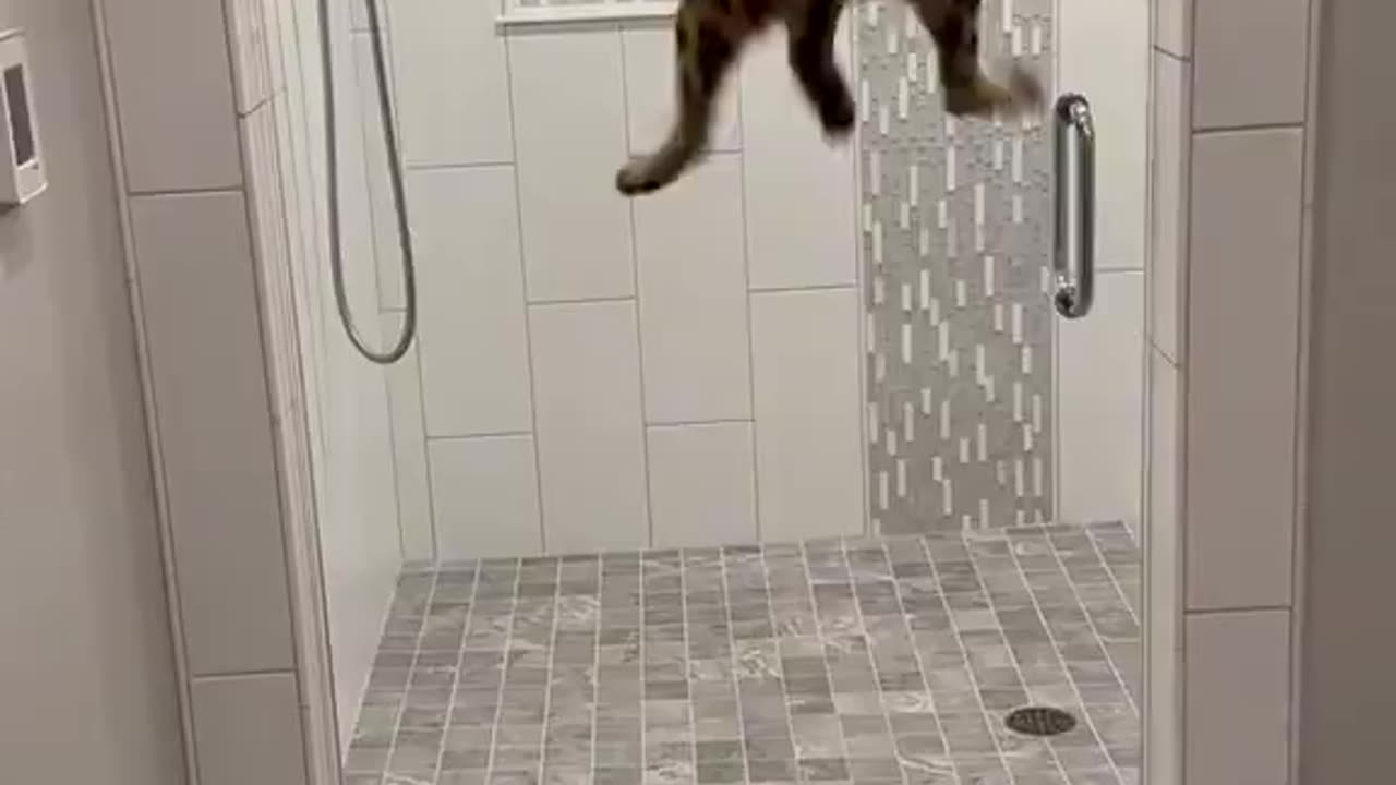 That cat doesn't take no as an answer. 😅