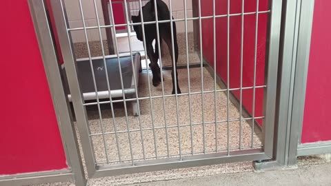 Choo 1y A856908 kennel 11 pod 1 PACC shelter want closer 2 caress him but not ready yet20250704_294