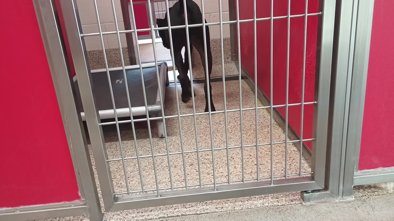 Choo 1y A856908 kennel 11 pod 1 PACC shelter want closer 2 caress him but not ready yet20250704_294