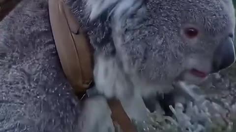 Accurate Koala