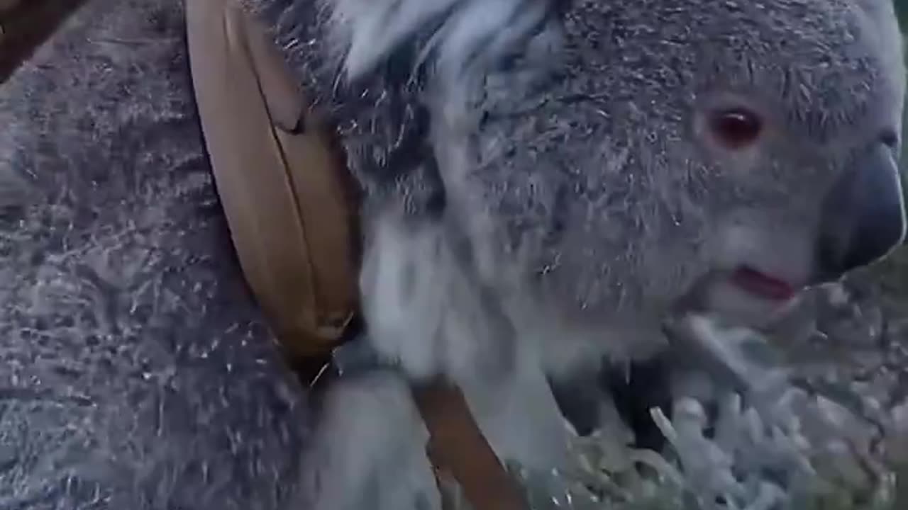 Accurate Koala