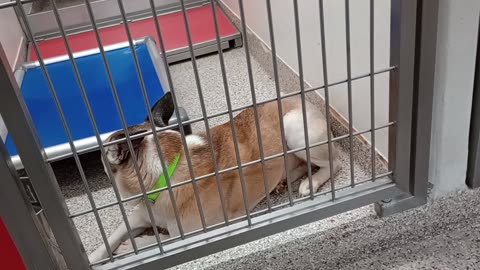 Lancelot-light 3y A835475 MJ 5y A861421 MJ barks Lancelot follows kennel 145 PACC shelter20250720424