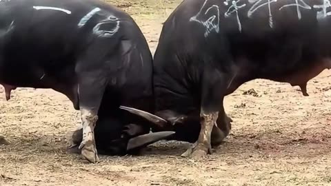 National Bullfighting Culture