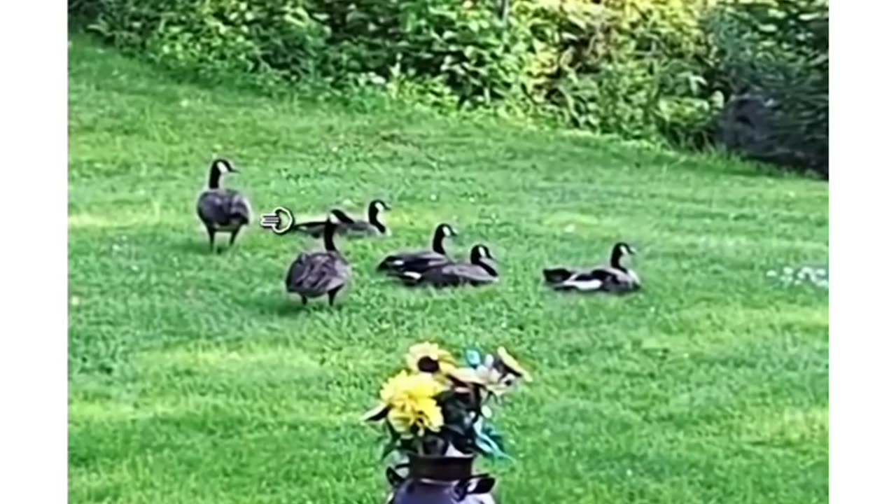 Funny cat videos