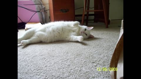 Missy Movie W/ AI Song ,🐈 ABBA Is Not 🤪