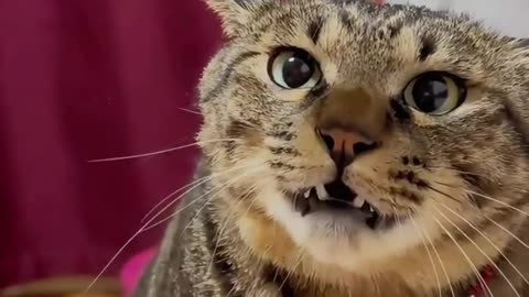 Are you hungry? Don't be upset. #cute
