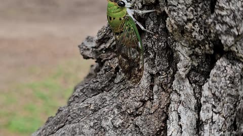 Closeup video of a Superb Dog-day Cicada