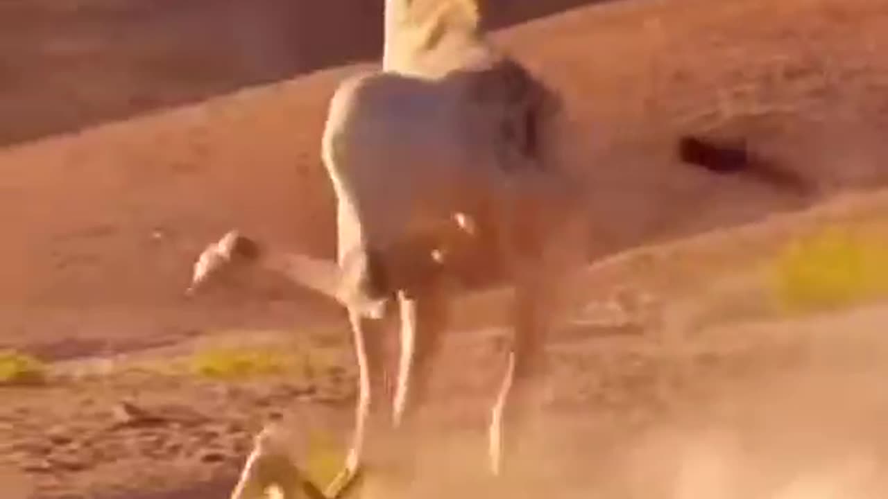 lion got smashed