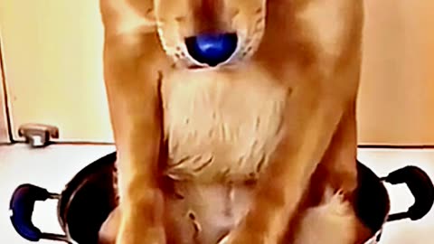 😂😆 "This Dog Just Invented Comedy!" 😂😆