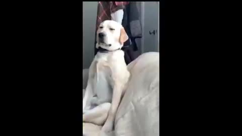 Funny animals - Funny cats _ dogs - Funny animal videos p3