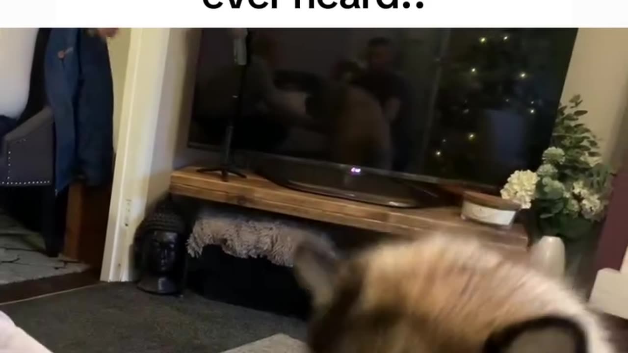 Doggy woof