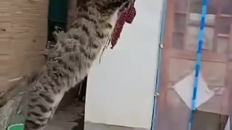 Funny moment of cat