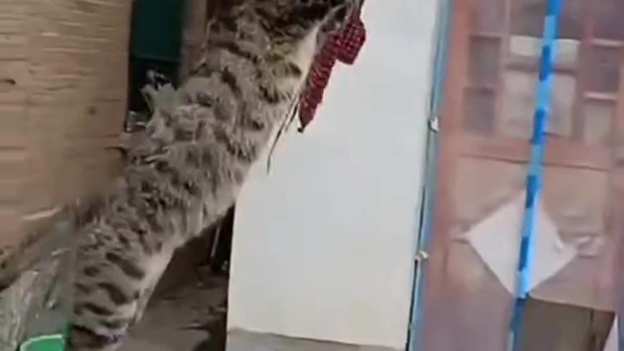 Funny moment of cat